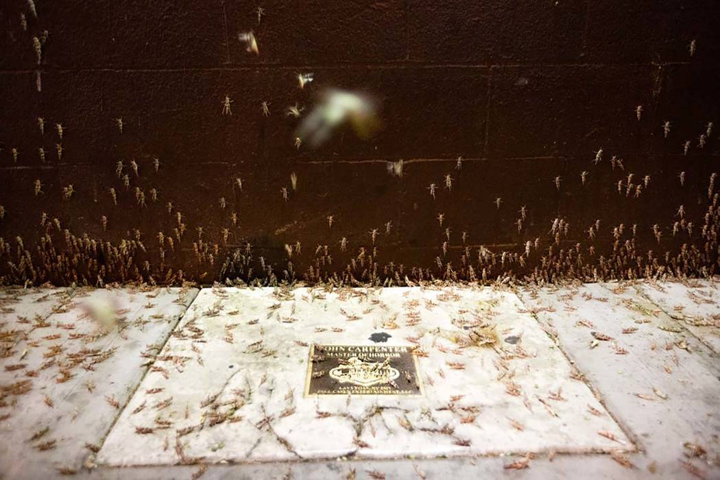 Grasshoppers are seen outside the El Cortez on Sunday, July 28, 2019 in Las Vegas. (Michael Bla ...