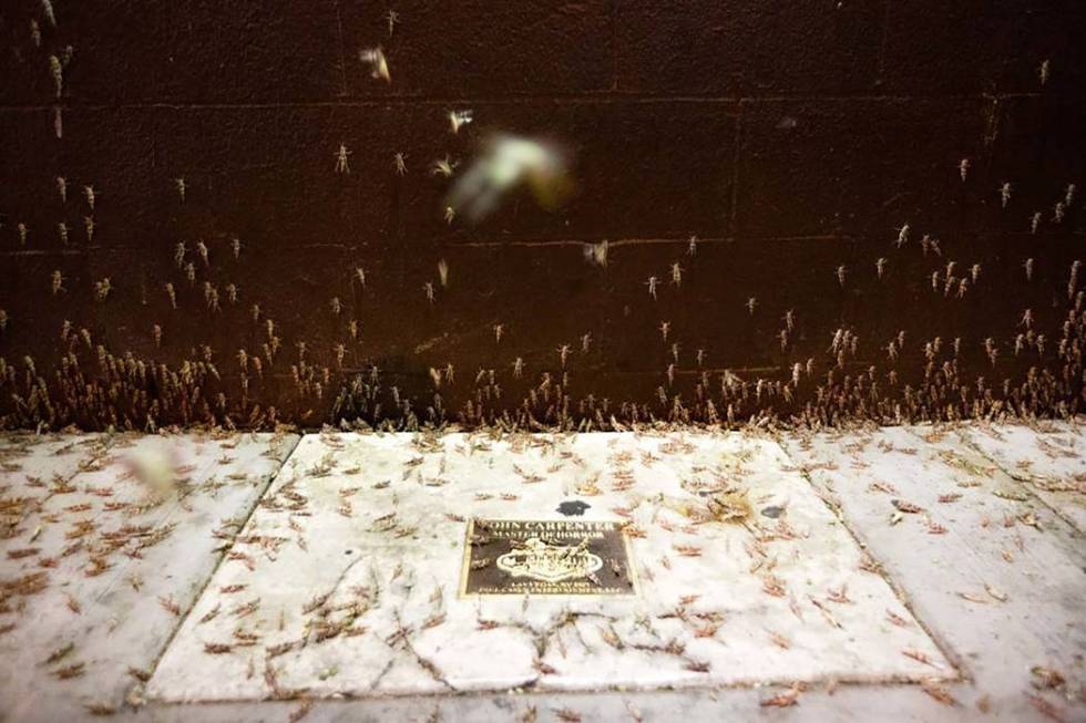 Grasshoppers are seen outside the El Cortez on Sunday, July 28, 2019 in Las Vegas. (Michael Bla ...