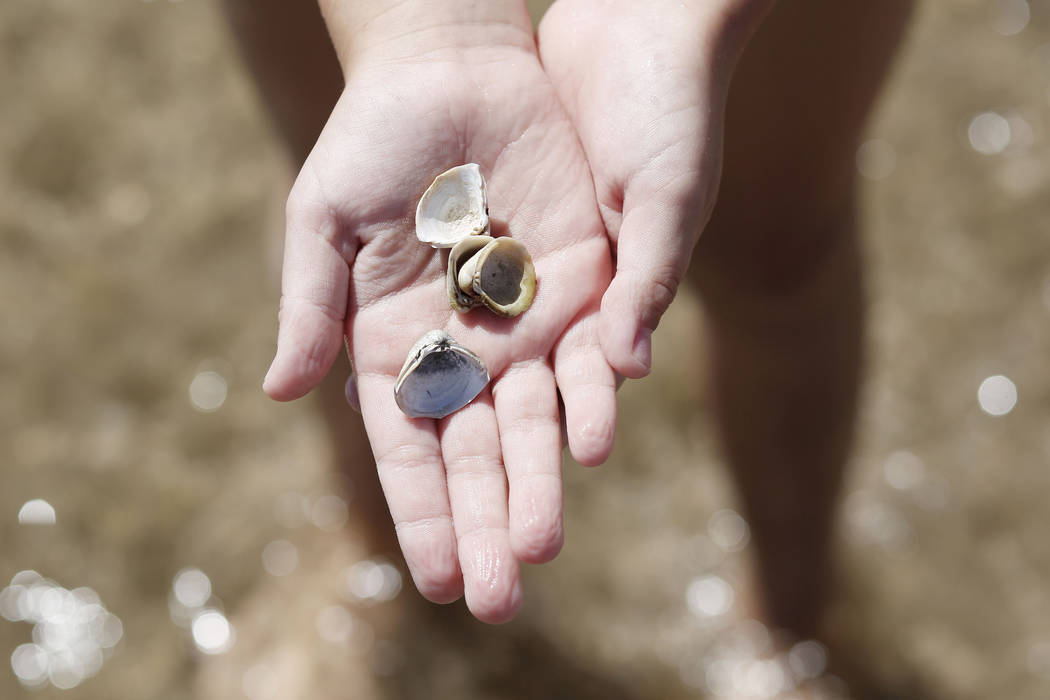 Gemma "Zo" Brown, 7, a Girl Scout from Pahrump, shows off her found seashells at Boulder Beach ...