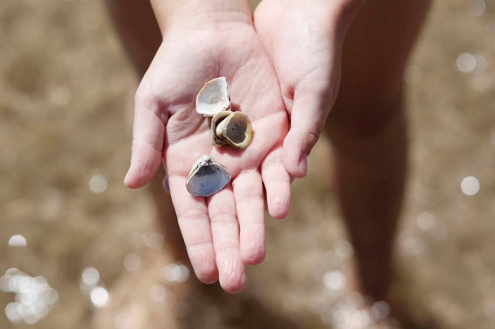 Gemma "Zo" Brown, 7, a Girl Scout from Pahrump, shows off her found seashells at Boulder Beach ...