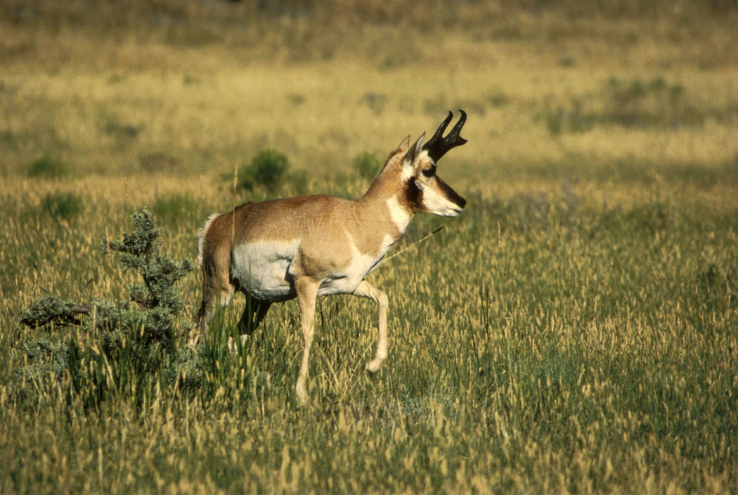 A pronghorn antelope walks on a Nevada range in this undated photograph courtesy of the Nevada ...