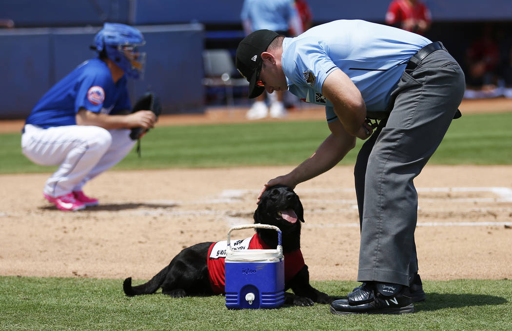 Umpire Bryan Fields pets Las Vegas 51s bat dog Finn after the 5-year-old labrador retriever bro ...