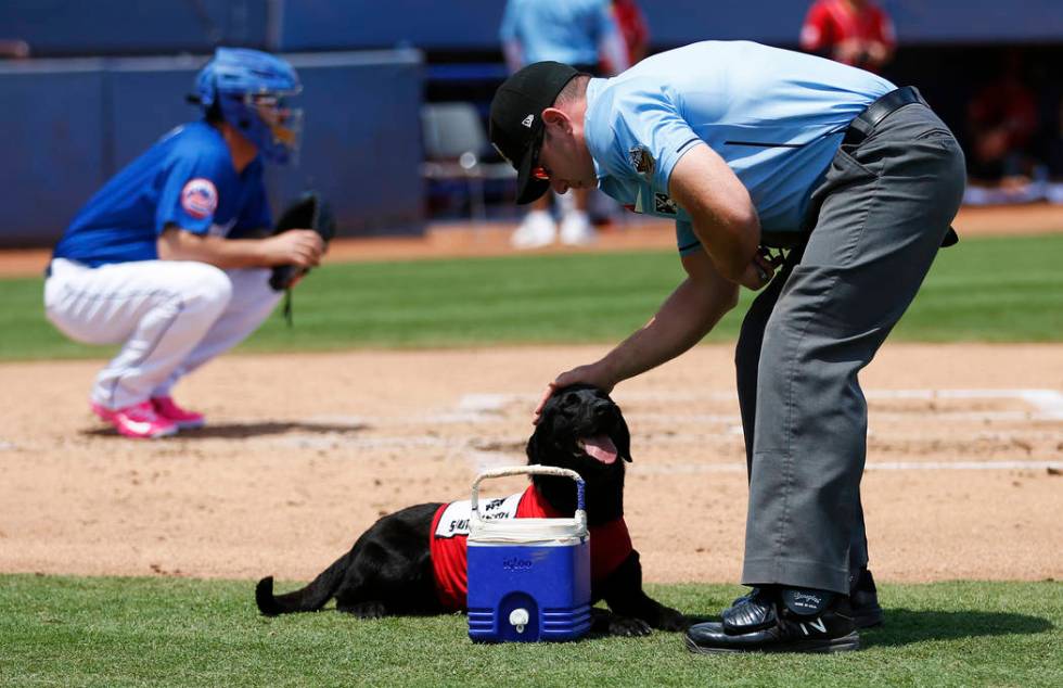 Umpire Bryan Fields pets Las Vegas 51s bat dog Finn after the 5-year-old labrador retriever bro ...