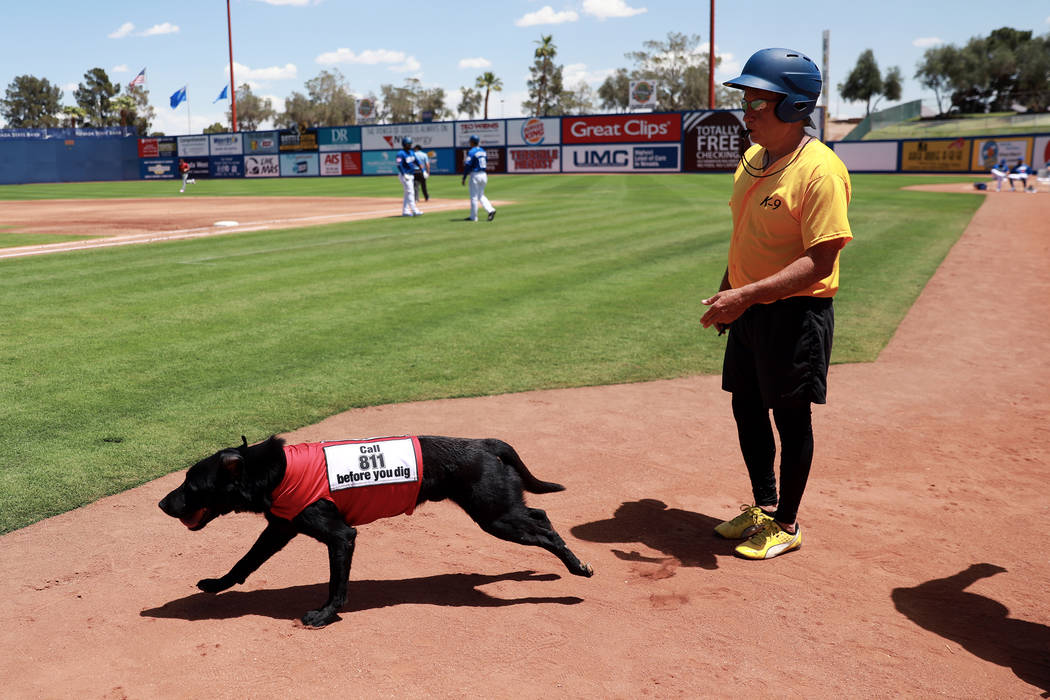 Fred Hassen, founder of Sit Means Sit dog training, sends Las Vegas 51s bat dog Finn to fetch a ...