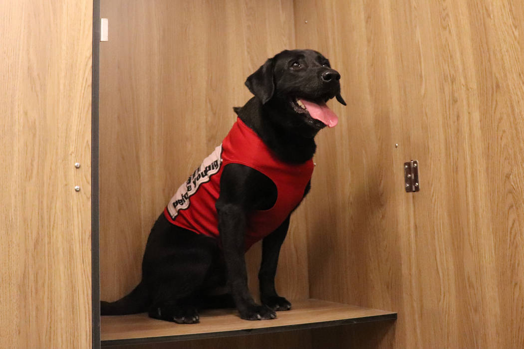 Las Vegas Aviators bat dog, Finn, sitting in his personal locker inside of his locker room prio ...