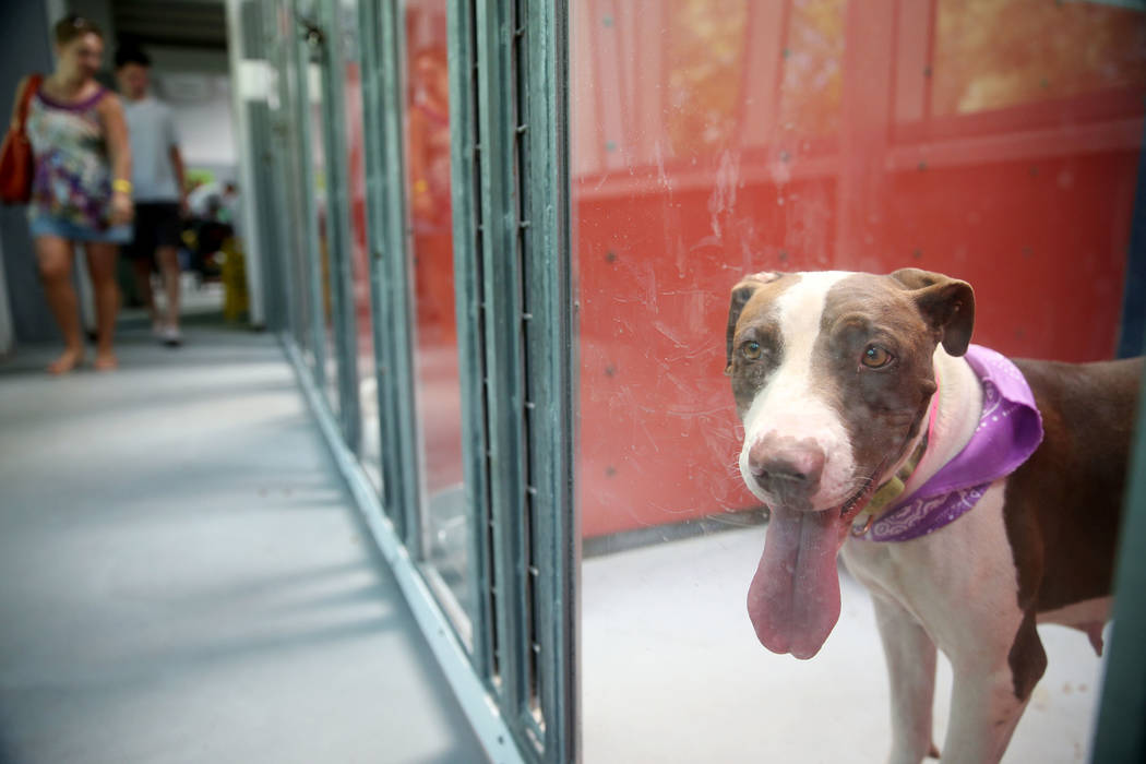 A dog waits to be adopted during the national Clear the Shelters event at the Animal Foundation ...