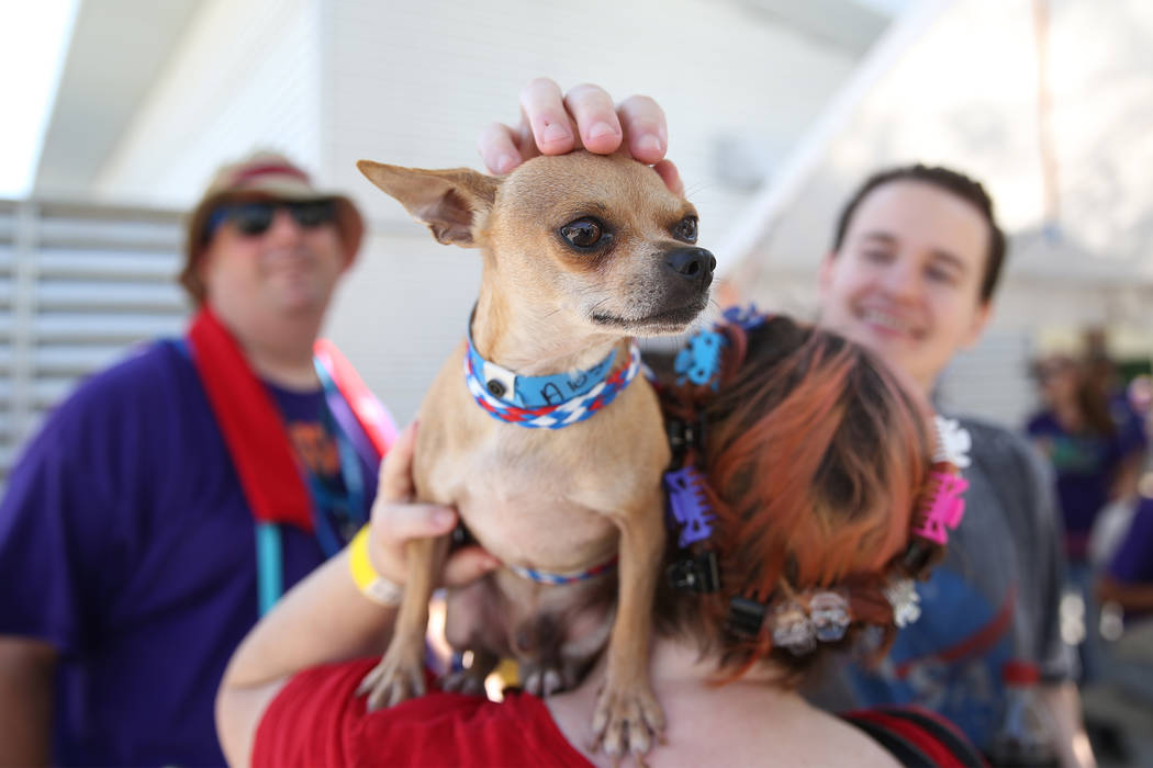 Karen Hughes of Las Vegas holds a dog she was interested in adopting during the national Clear ...