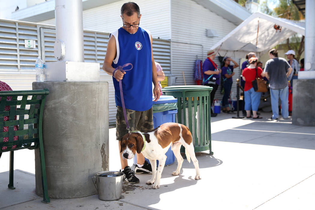 Jesus Chavez of Las Vegas walks a dog in his search of finding a pet for his family during the ...