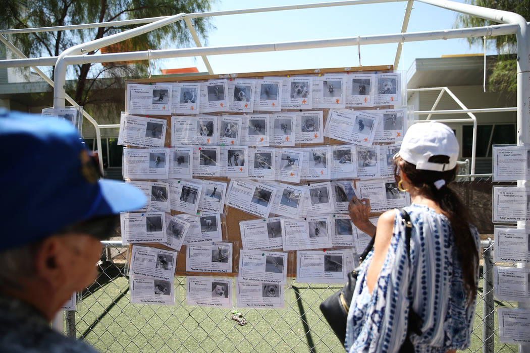 People look at the available dog board during the national Clear the Shelters event at the Anim ...