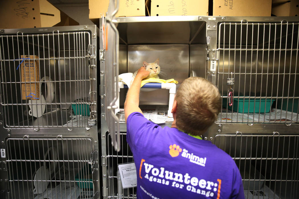Volunteer Jay Bartos pets a cat during the national Clear the Shelters event at the Animal Foun ...
