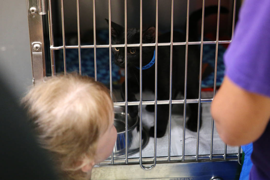 Kirstin Gies, 5, of Las Vegas, looks at the cat her parents adopted during the national Clear t ...