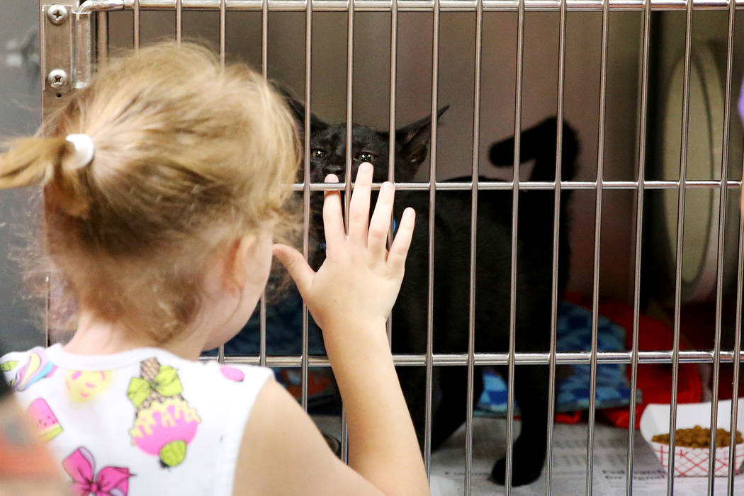 Kirstin Gies, 5, of Las Vegas, looks at the cat her parents adopted during the national Clear t ...
