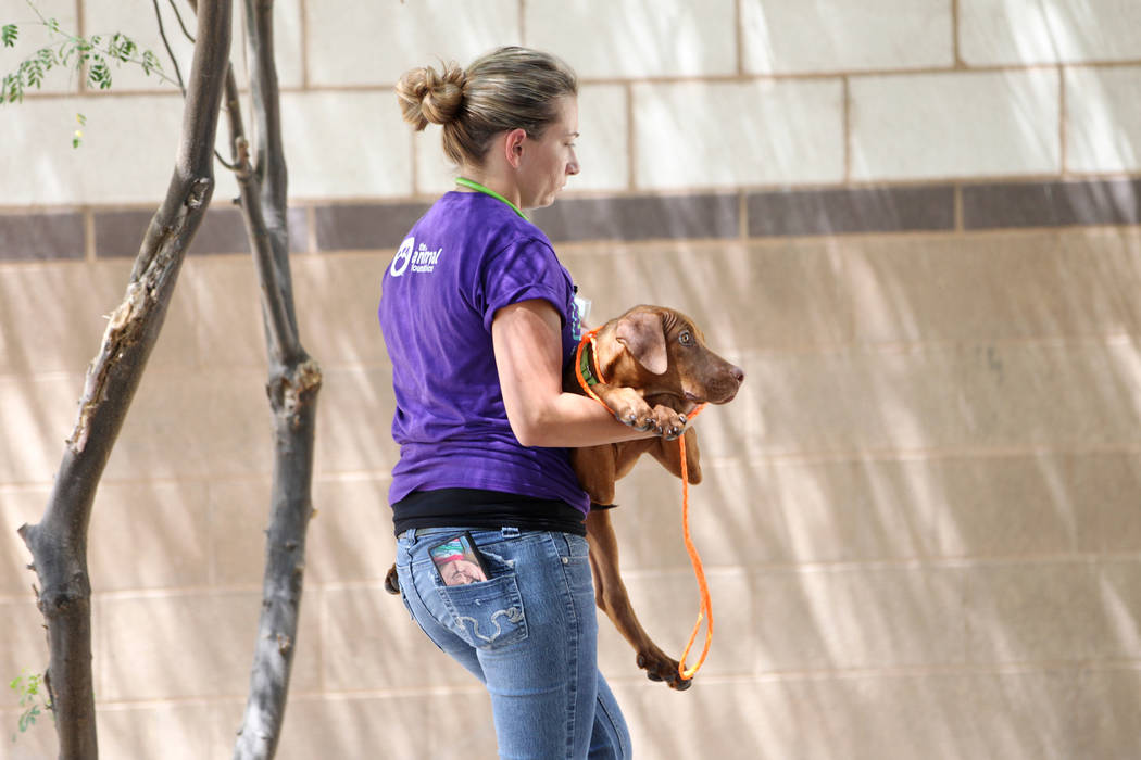 Nicole Bennett, licensed veterinary technician for the Animal Foundation, carries a dog during ...