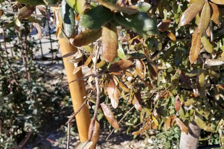 The easiest way to get rid of apids on this oak tree is to drench the soil beneath the tree wit ...