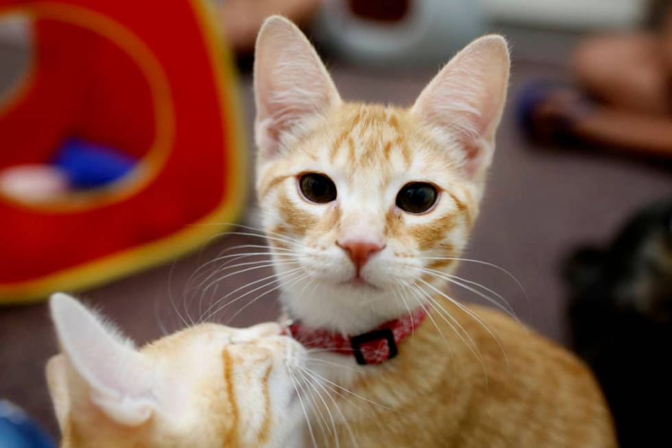 Adoptable kittens play at the Rescued Treasures Cat Cafe, Tuesday, Aug. 6, 2019, in Las Vegas. ...