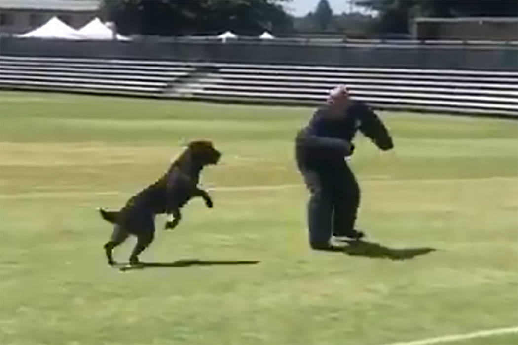 “Raider,” a Metro police dog sponsored by the Raiders, put on a demonstration of his talent ...