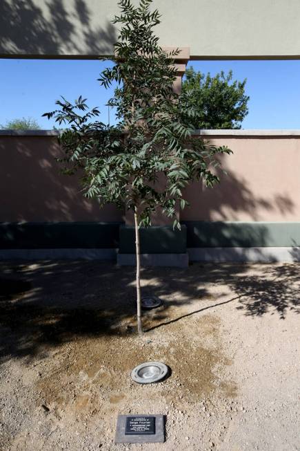 A plaque and tree dedicated to 74-year-old Serge Fournier, the Las Vegas man who died after bei ...