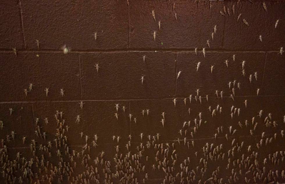 Grasshoppers outside the El Cortez on Sunday, July 28, 2019 in Las Vegas. (Michael Blackshire/L ...