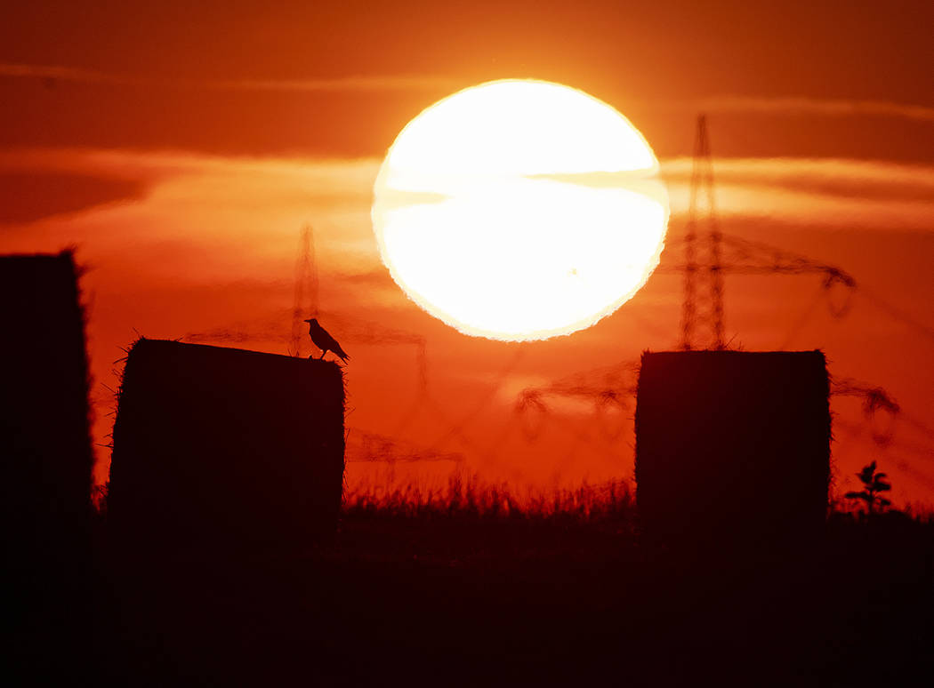 FILE - In this file photo dated Thursday, July 25, 2019, a bird sits on a straw bale on a field ...