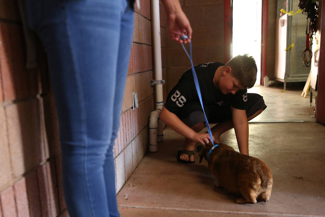 Cole Lord, 11, pets a 15-year-old dog during the Clear the Shelters event at the City of Hender ...