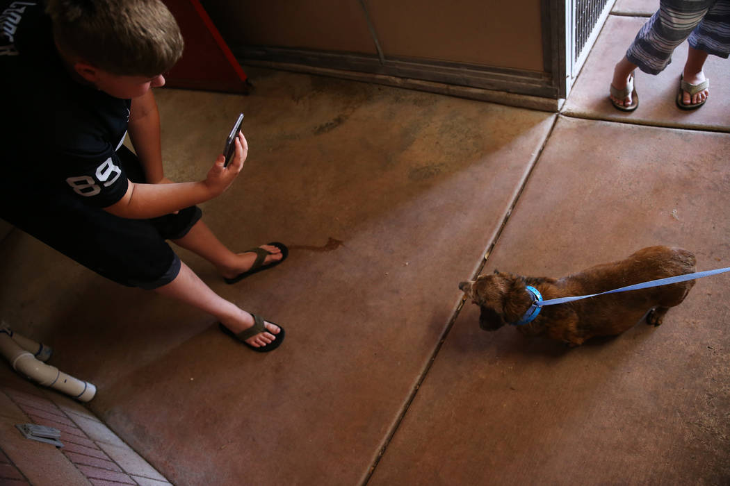 Cole Lord, 11, using FaceTime, shows his mother a 15-year-old dog for adoption during the Clear ...