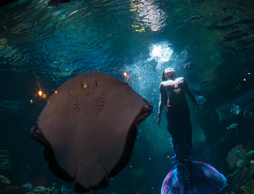 McKenzie Kawano, who works as a mermaid at the aquarium at the Silverton, swims toward the surf ...