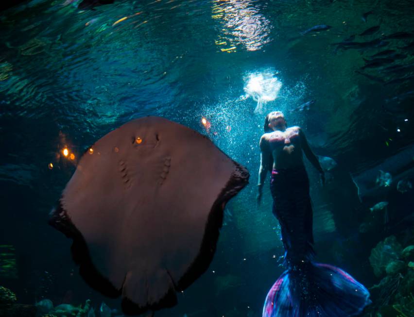 McKenzie Kawano, who works as a mermaid at the aquarium at the Silverton, swims toward the surf ...