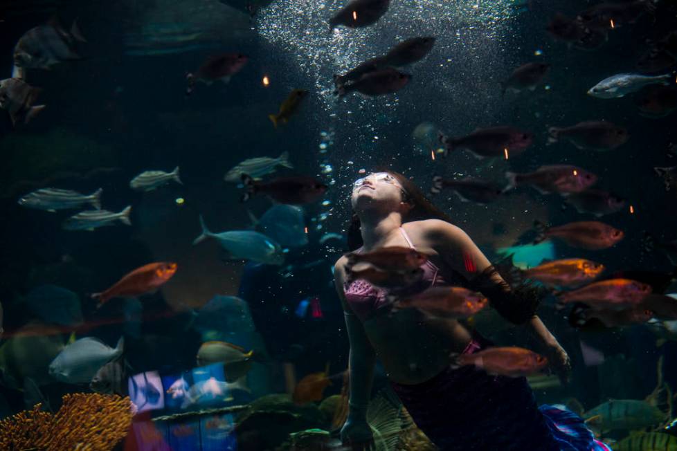 McKenzie Kawano, who works as a mermaid at the aquarium at the Silverton, swims toward the surf ...