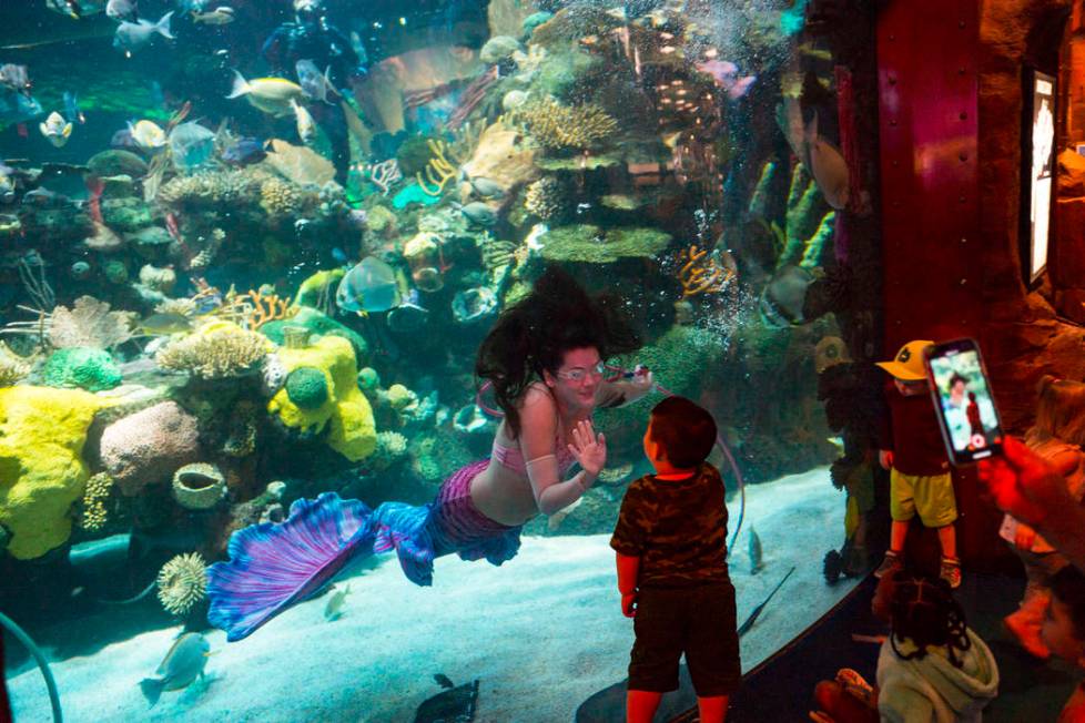 McKenzie Kawano, who works as a mermaid at the aquarium at the Silverton, left, waves at young ...