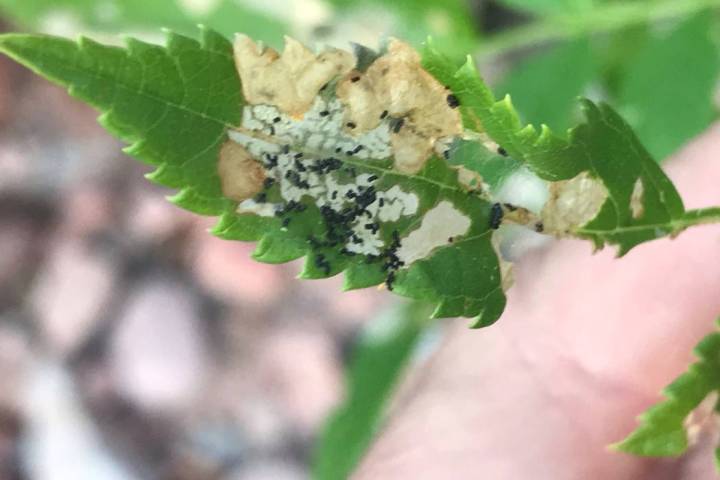 The leaves of this yellow bells shrub have been attacked by the skeletonizer insect. The chewin ...