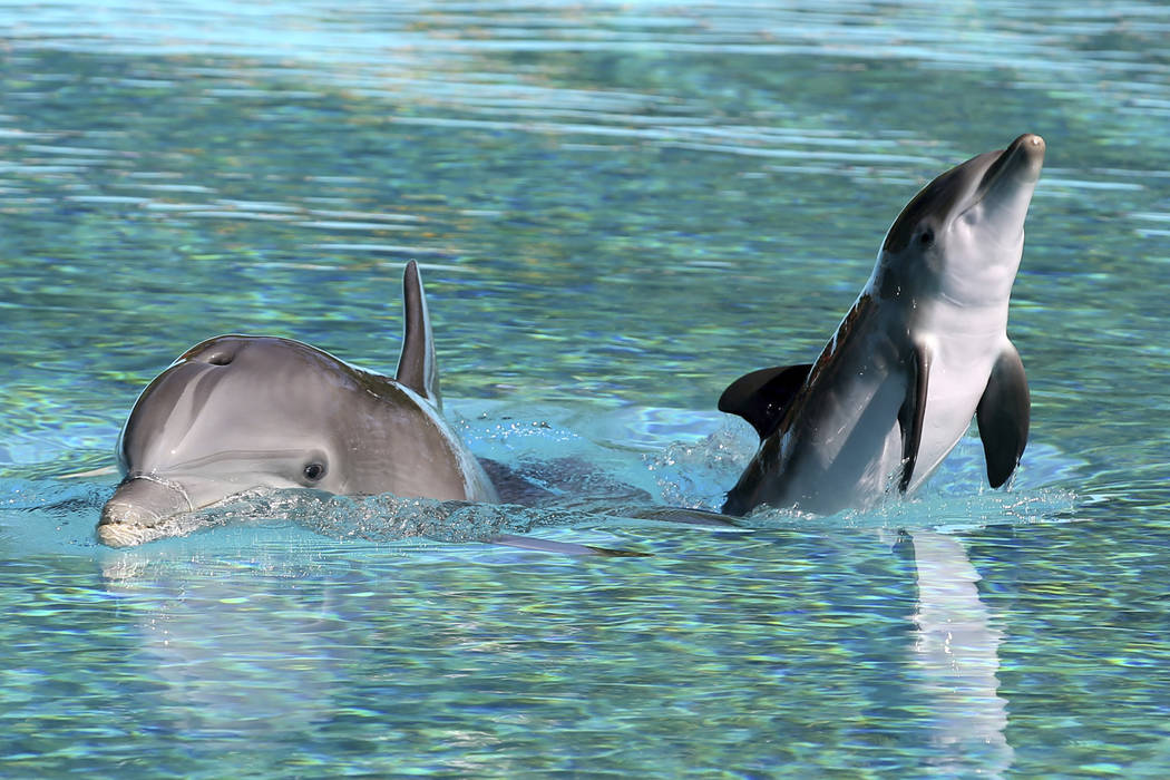 A baby dolphin swims with its mother Bella at Siegfried & Roy's Secret Garden and Dolphin H ...