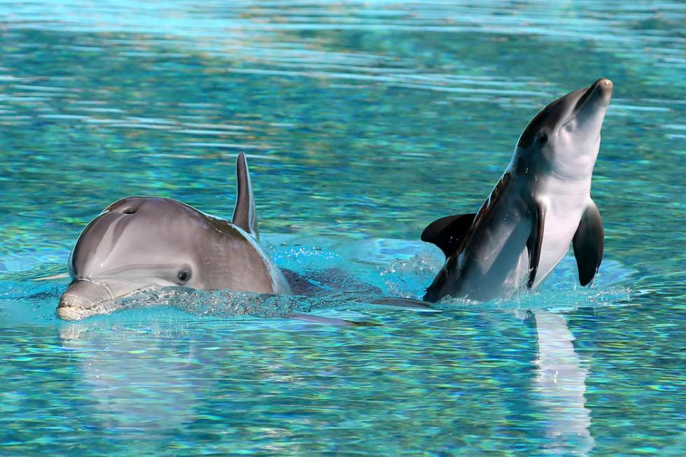 A baby dolphin swims with its mother Bella at Siegfried & Roy's Secret Garden and Dolphin H ...