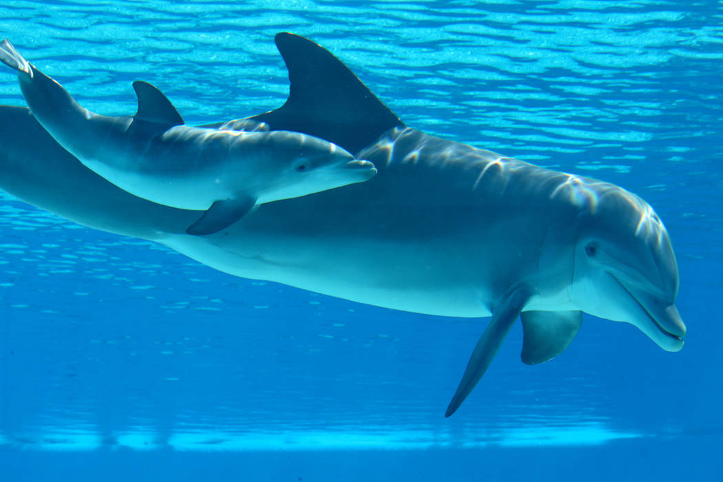 A baby dolphin swims with its mother Bella at Siegfried & Roy's Secret Garden and Dolphin H ...