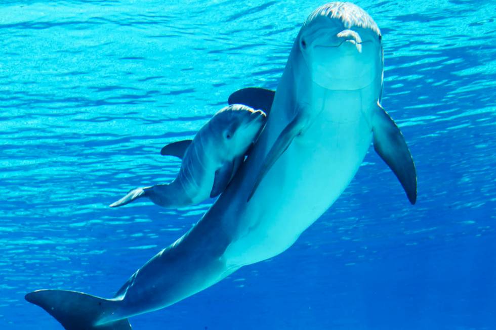 A baby dolphin swims with its mother Bella at Siegfried & Roy's Secret Garden and Dolphin H ...