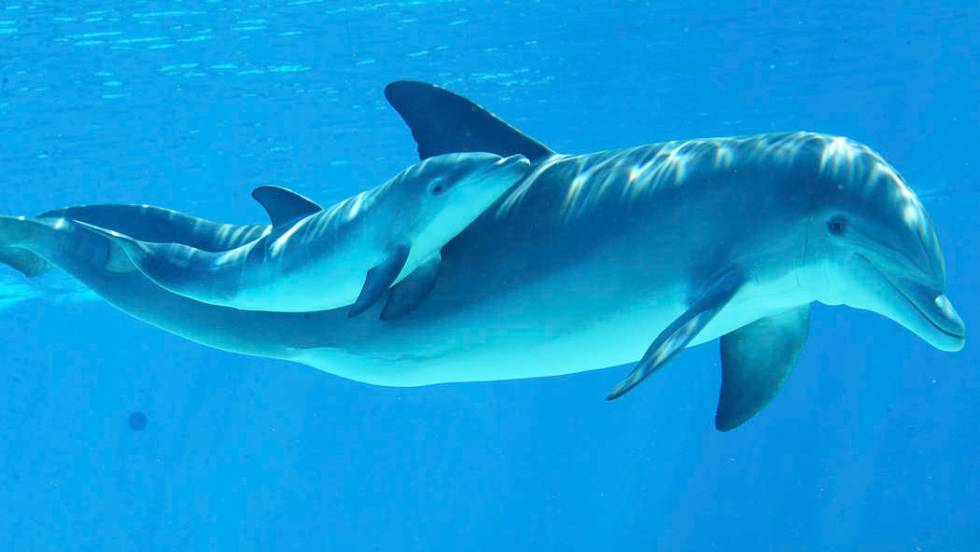 A baby dolphin swims with its mother Bella at Siegfried & Roy's Secret Garden and Dolphin H ...