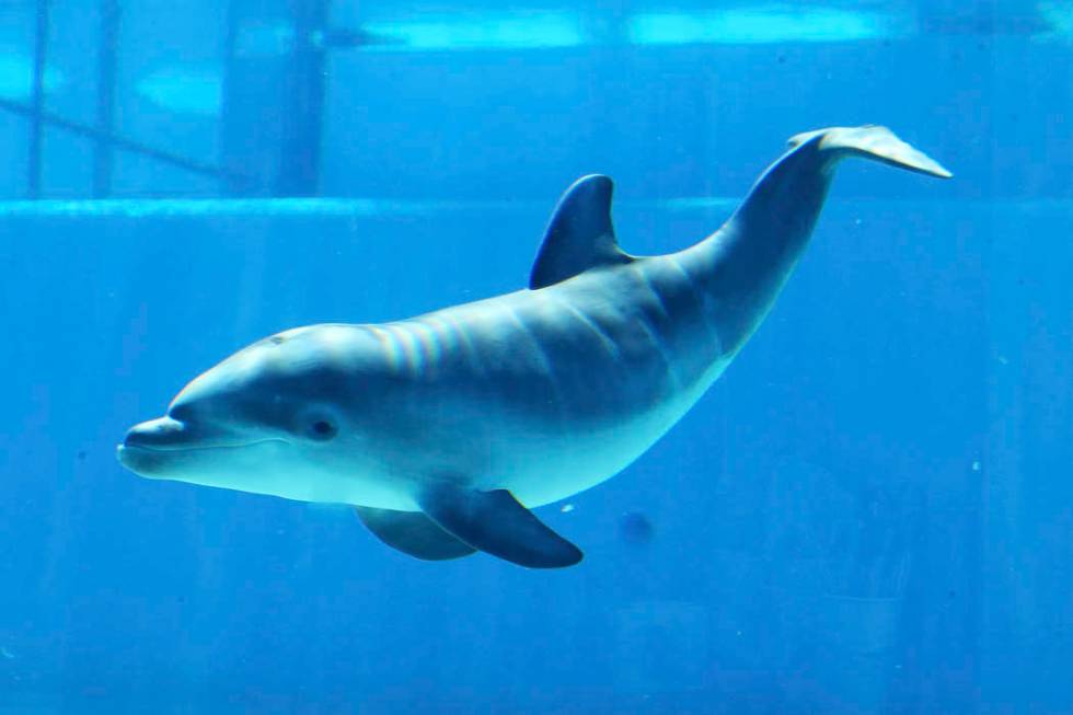 A baby dolphin at Siegfried & Roy's Secret Garden and Dolphin Habitat at The Mirage in Las ...