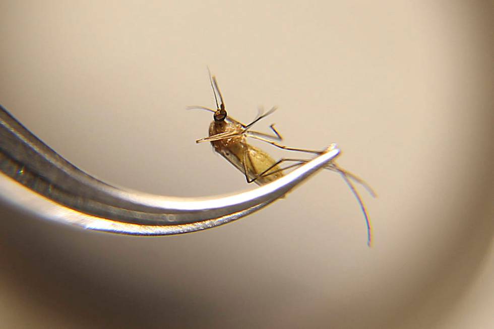 Vivek Raman, an environmental health supervisor for the Southern Nevada Health District, shows ...