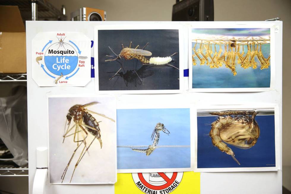 A freezer containing mosquitos trapped out in the field inside a laboratory at the Southern Nev ...