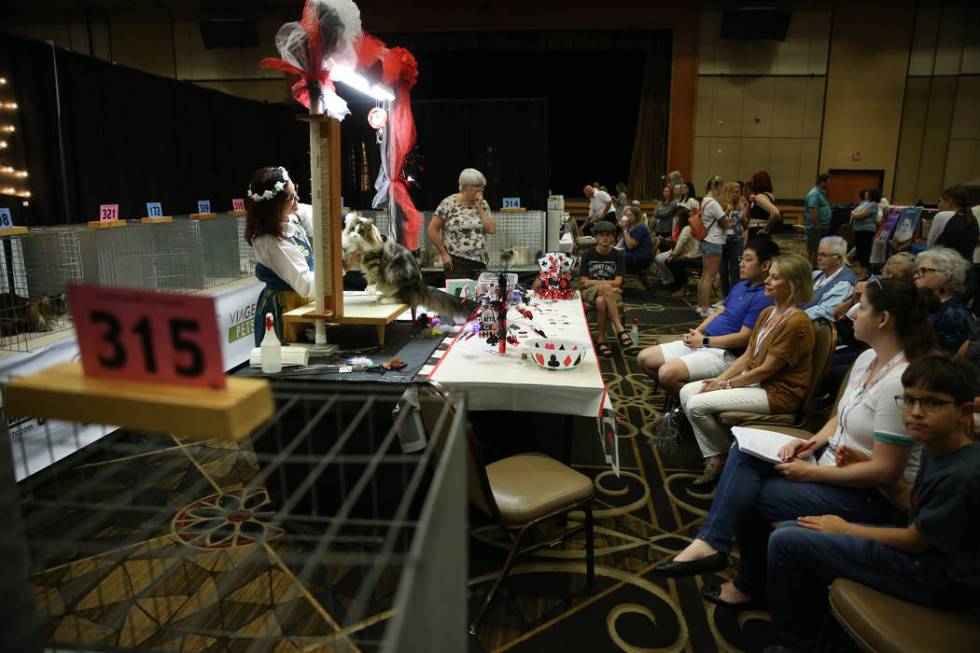 Judge Asa Broing looks at a cat during The International Cat Association’s (TICA) 40th ...