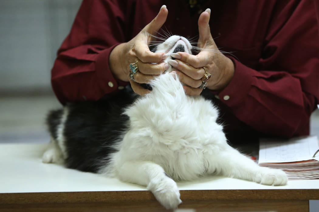 Judge Aline Noel-Garel looks at a cat during The International Cat Association’s (TICA) ...