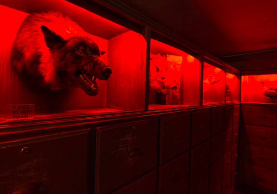 A hallway adorned with taxidermied animals at Zak Bagans' The Haunted Museum located at 600 E. ...
