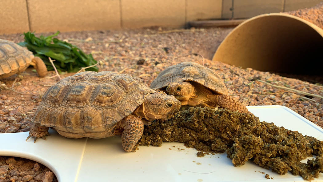 Desert tortoises eat breakfast at a habitat run by the Las Vegas Tortoise Group on Wednesday, A ...
