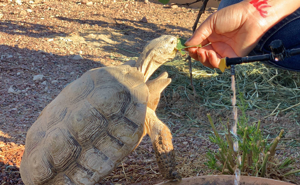 Las Vegas Tortoise Group biologist Sarah Mortimer feeds a desert tortoise at a habitat run by t ...