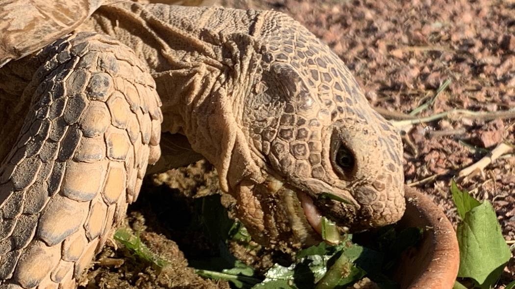 A desert tortoises at a habitat run by the Las.Vegas Tortoise Group on Wednesday, August 14, 20 ...