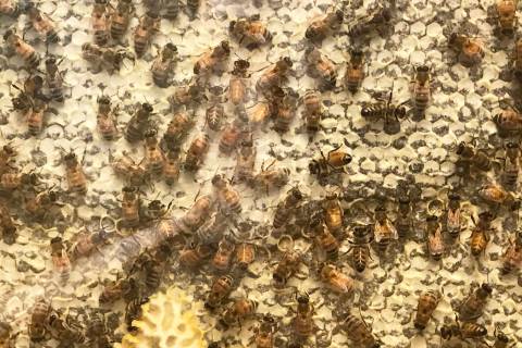 A honeybee exhibit is shown Aug. 28 at the Henderson Bird Viewing Preserve. (Julie Wootton-Gree ...