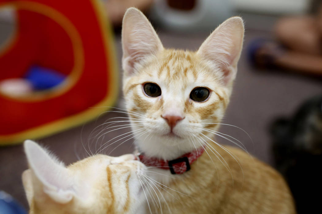 Adoptable kittens play at the Rescued Treasures Cat Cafe, Tuesday, Aug. 6, 2019, in Las Vegas. ...