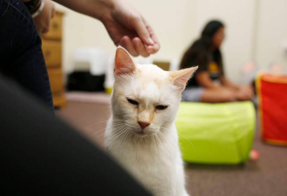 An adoptable cat is pet at the Rescued Treasures Cat Cafe, Tuesday, Aug. 6, 2019, in Las Vegas. ...