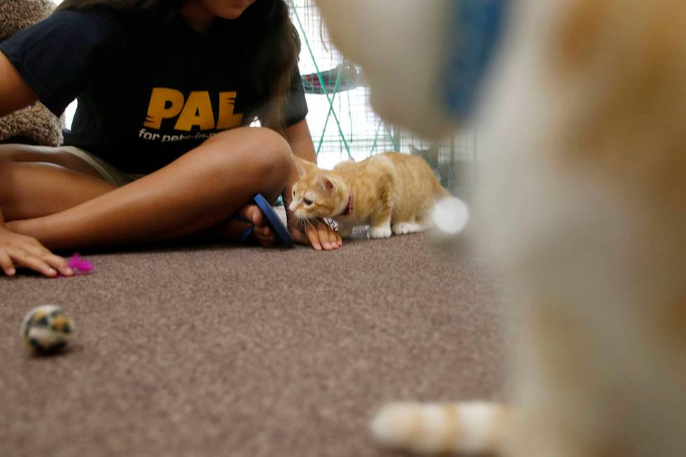 Malena Maestas, 13, plays with an adoptable cat at the Rescued Treasures Cat Cafe, Tuesday, Aug ...