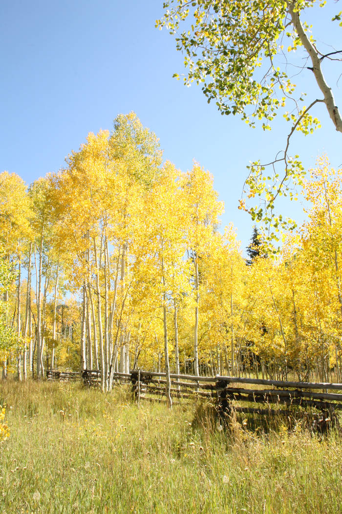 The fall foliage season has started in Southern Utah and, depending where you go, will run into ...