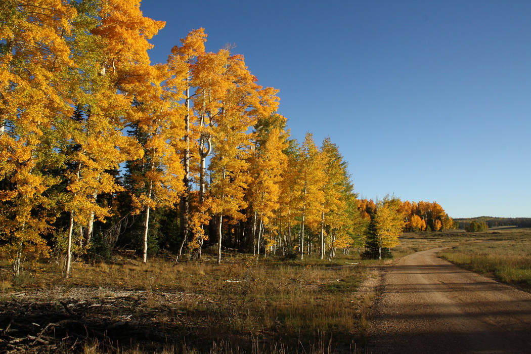 There are hundreds of miles of gravel Forest Service roads to drive in search of vibrant foliag ...